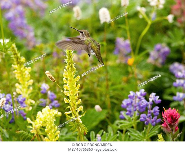 Calliope Hummingbird - visiting louseworts (Stellula calliope)