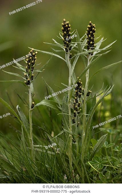Highland Cudweed Gnaphalium norvegicum flowering, rare in Britain