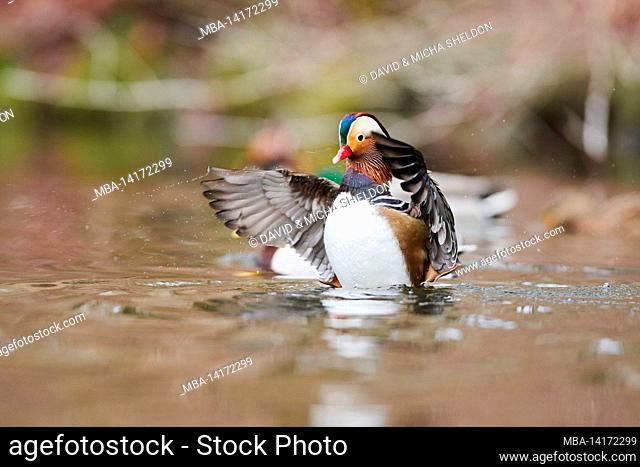 mandarin duck (aix galericulata), turns on a lake, bavaria, germany