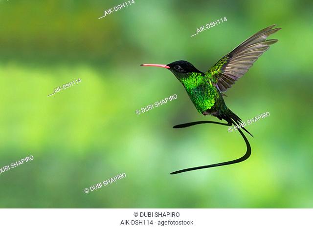 Red-billed Streamertail (Trochilus polytmus) a common and widespread endemic hummingbird from Jamaica. It is the national bird of Jamaica