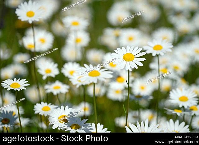 Germany, Bavaria, Upper Bavaria, flower meadow, daisies, blossoms