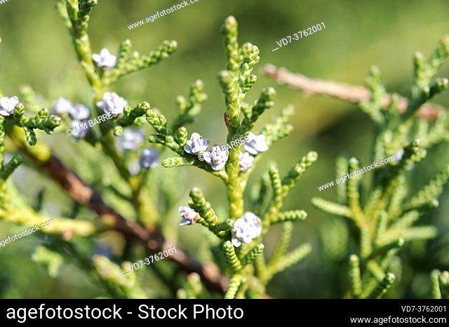 Phoenicean juniper (Juniperus phoenicea) is a coniferous evergreen shrub native to Mediterranean region. Female flowers and leaves detail