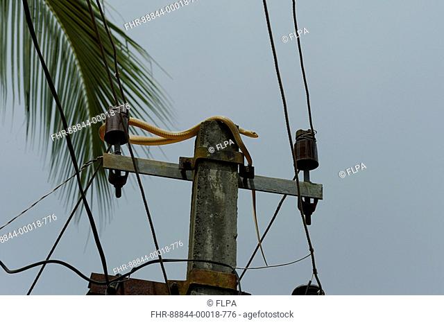 Indian yellow rat snake-oriental ratsnake- (Ptyas muscosus) chasing a rat happened to fall on power line crawling to escape, june -Trivandrum, Kerala, India