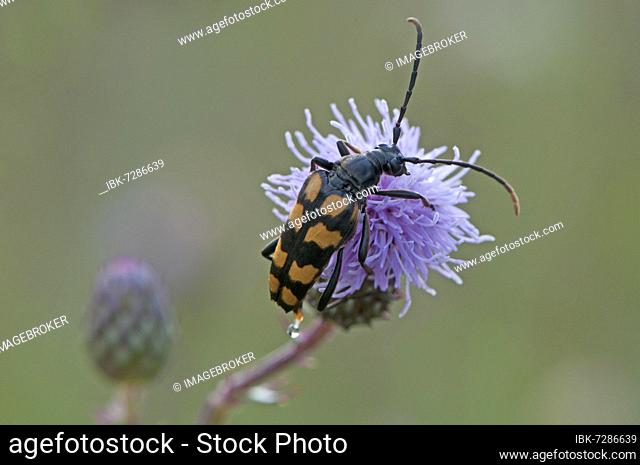 lepturine beetle (Strangatia attenuata), Emsland, Lower Saxony, Germany, Europe
