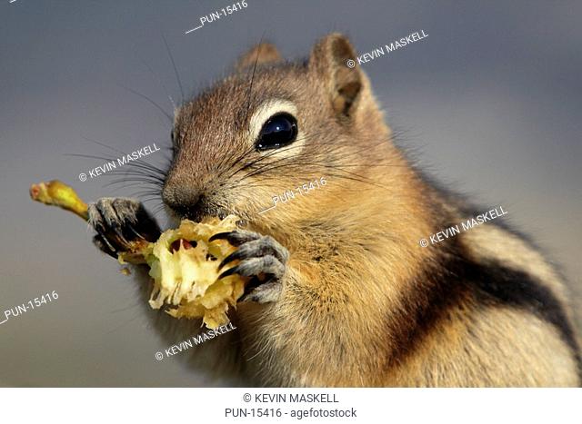 Golden-mantled ground squirrel Spermophilus lateralis eating discarded apple core on The Whistlers, Jasper National Park, Alberta, Canada