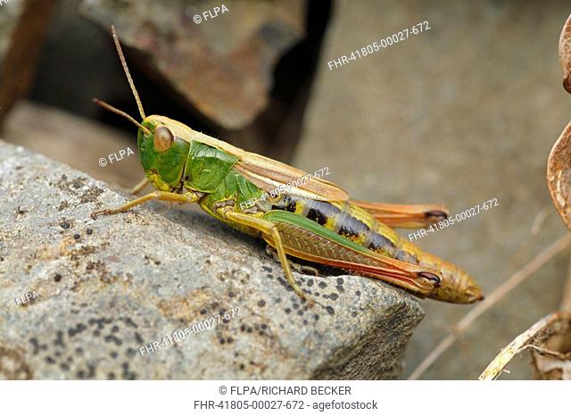 Meadow Grasshopper Chorthippus parallelus adult female, basking on rock, Powys, Wales