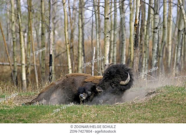 American Bison bull takes a sand bath
