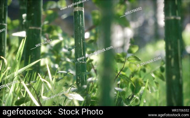 Green Bamboo trees forest background. Shallow DOF