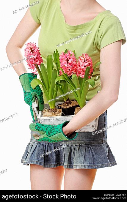 Woman holds a wooden box with pink hyacinth flowers. Garden hobby