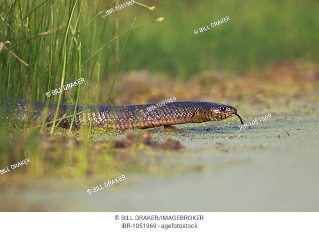 Texas Indigo Snake (Drymarchon corais erebennus), adult at ponds edge, Sinton, Corpus Christi, Texas, USA