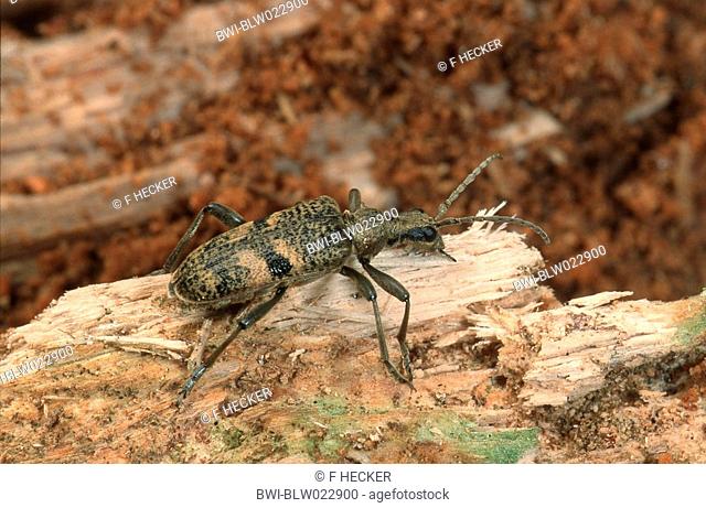 oak longhorn beetle Rhagium mordax