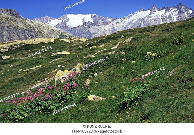 Whiteleaved Adenostyle, Adenostyles leucophylla, Asteraceae, concentration, flowering, Grimsel area, Bernese Oberland, Garstenh