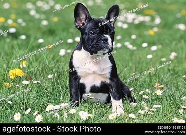 A pied French bulldog sitting in green grass with white wildflowers