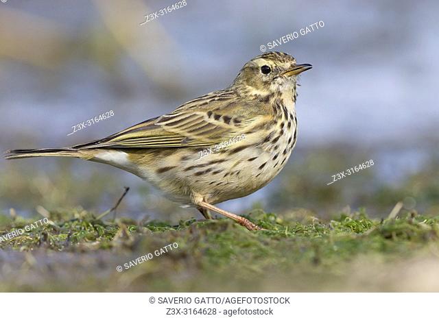 Meadow Pipit, Campania, Italy (Anthus pratensis)