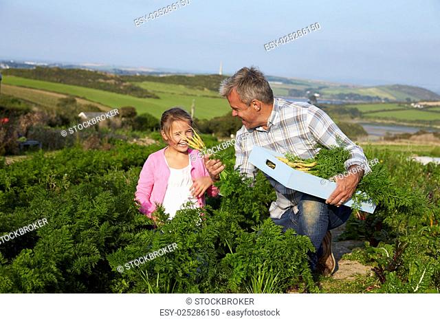 Farmer With Daughter Harvesting Organic Carrot Crop On Farm