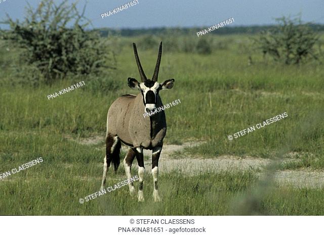 Fringe-eared Oryx Oryx beisa - Etosha national park, Okaukuejo, Ovamboland, Namibia, Africa