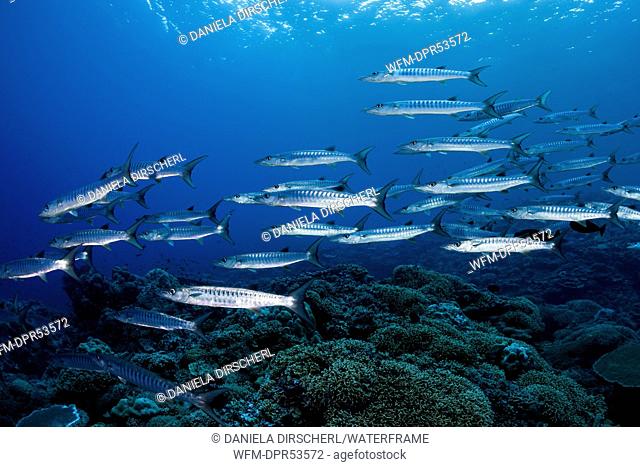 Shoal of Blackfin Barracuda, Sphyraena qenie, Mary Island, Solomon Islands