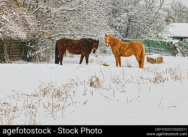 Horses in a snowy paddock in Zbysov, Brno region, Czech Republic, December 2, 2023. (CTK Photo/Patrik Uhlir)