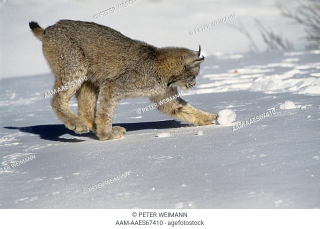 Canada Lynx (Lynx canadensis) Canada, Alaska, N. USA