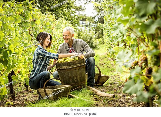 Caucasian farmers picking grapes in vineyard
