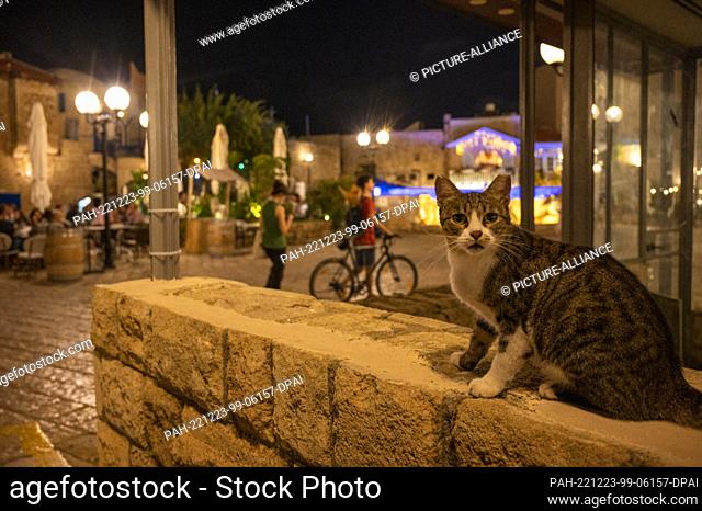 12 September 2022, Israel, Tel Aviv: A cat sits on a wall in the Jaffa neighborhood. Photo: Christophe Gateau/dpa. - Tel Aviv/Israel