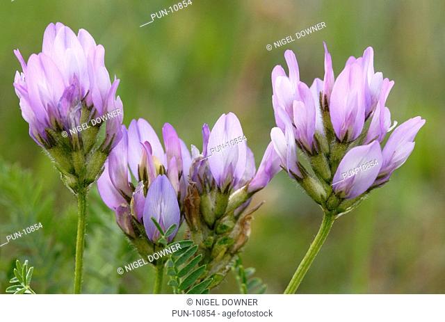 Close-up of a group of purple milk-vetch Astragalus danicus growing on a dry grassy roadside verge in Jasper National Park, Canada