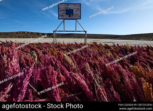 28 April 2022, Bolivia, Bella Vista: Quinoa lies on a playing field of the small village before its processing. Quinoa is considered extremely hardy and grows...