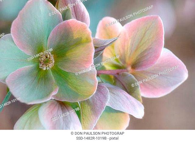 Close-up of hellebore flowers