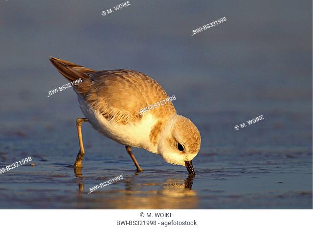 Piping plover (Charadrius melodus), looking for food in the tidal flat, USA, Florida