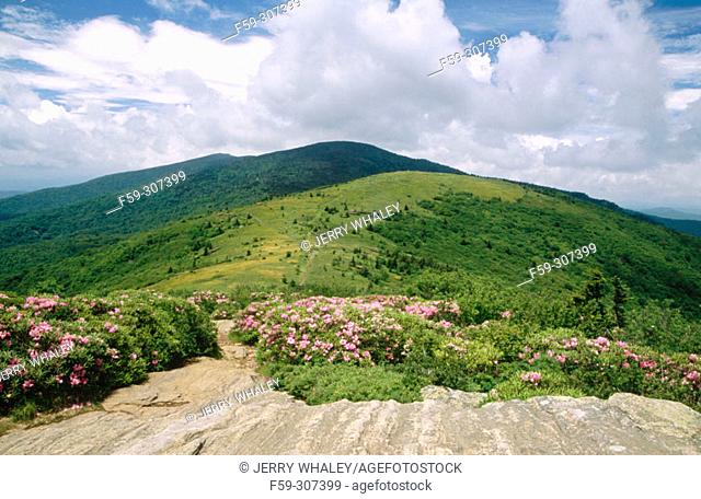 Rhododendron (Rhododendron sp.) in a grassy ridge. Pisgah National Forest. North Carolina, USA