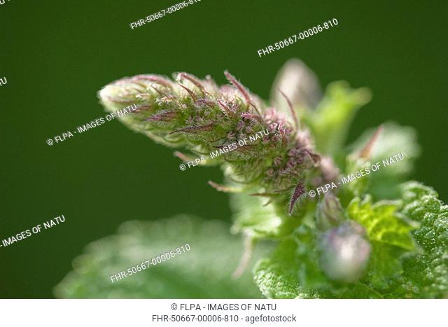 Apple Mint Mentha x villosa alopecuroides 'Bowles', close-up of flower