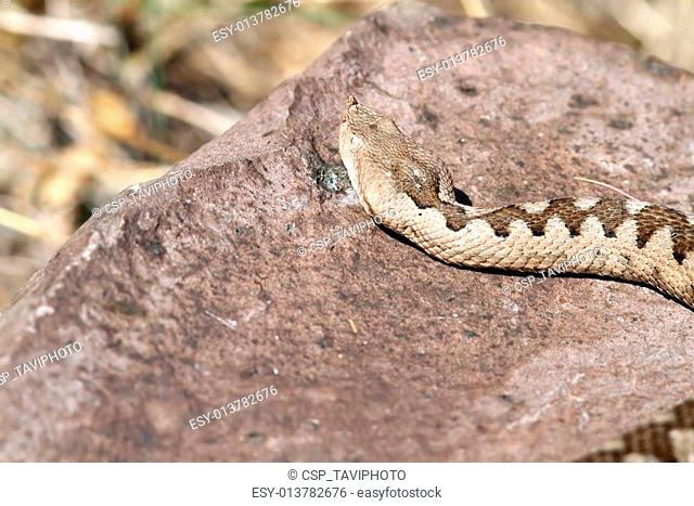 big female european nose horned viper