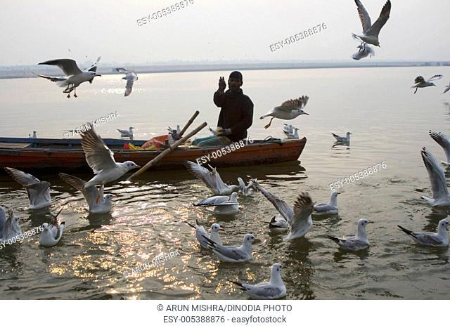 Birds flying around boat in ganga ganges river at Benares Varanasi ghat ; Uttar Pradesh ; India