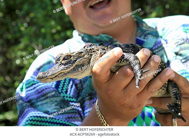 American Alligator, Crocodylus acutus, Everglades National Park, UNESCO World Heritage Site, Florida, USA