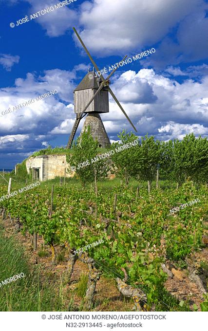 Montsoreau, Loire River, Windmill and vineyard near Montsoreau, Labelled Les Plus Beaux Villages de France, The Most Beautiful Villages of France