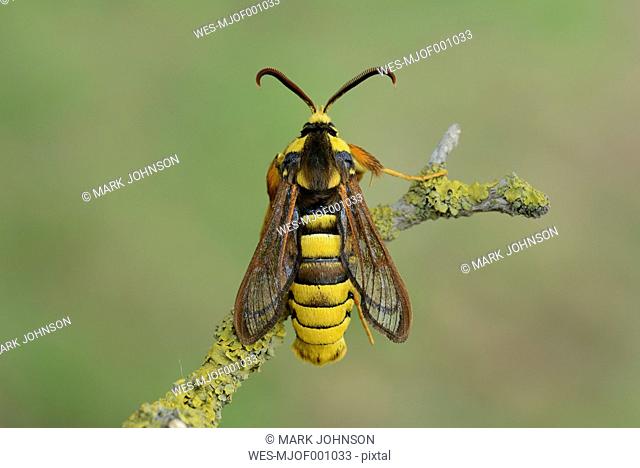 Hornet clearwing, Sesia apiformis