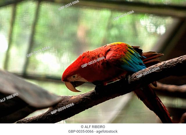 Bird Park; Macaw Piranga; Ara Macao; Foz do Iguaçu; PR; Paraná; Brazil