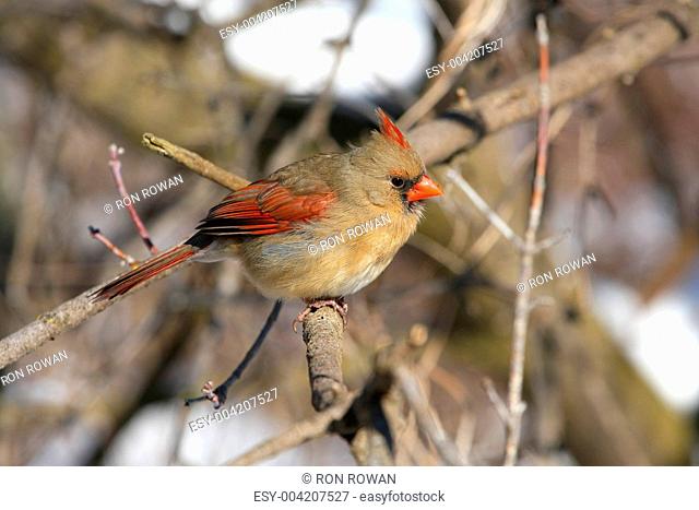 Northern Cardinal cardinalis female