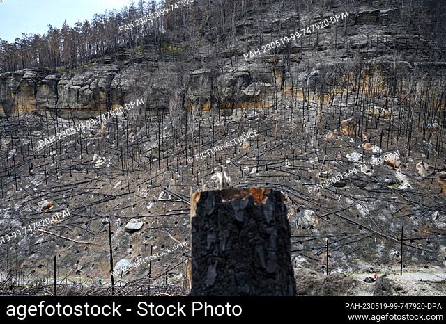 PRODUCTION - 17 May 2023, Czech Republic, Hrensko: View from the hiking trail at the Prebisch Gate of the charred trees in Bohemian Switzerland after the forest...