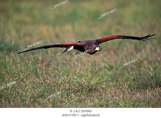 Harris' Hawk, (Parabuteo unicinctus), adult flying, Rimavska Sobota, Slovak Republic, Europe