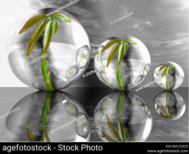 plant in a bubble