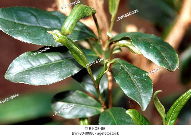 broad mite Polyphagotarsonemus latus, Tarsonemus latus, Hemitarsonemus latus, vermin at Tea plant, Camellia sinensis, damage