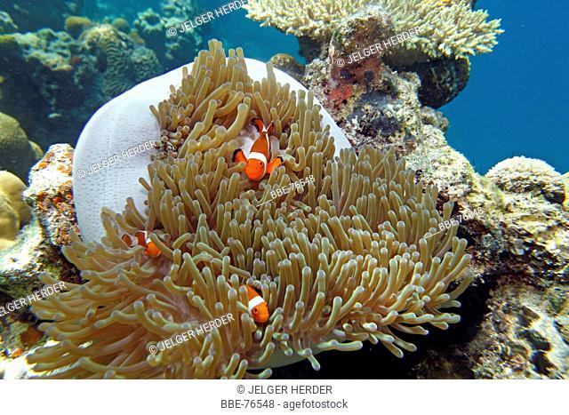 photo of three clownfishes in a anemone