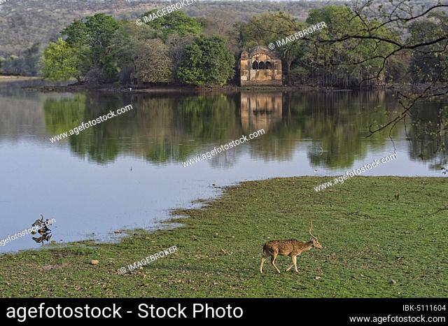 Spotted deer grazing near ruined pavilions, Rajbag Talao lake, Ranthambhore National Park, Rajasthan, India, Asia