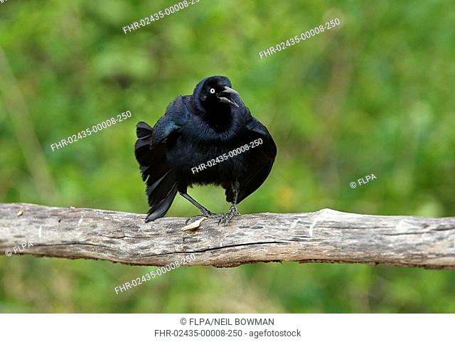Greater Antillean Grackle (Quiscalus niger gundlachii) adult male, displaying on wooden railing, Zapata Peninsula, Matanzas Province, Cuba, March