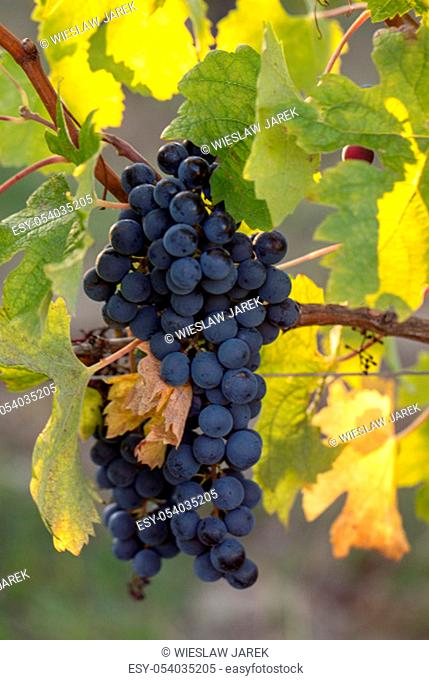 Close up of red merlot grapes in vineyard. St Emilion, Gironde, Aquitaine. France