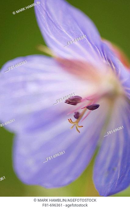 Meadow Crane's-bill - Geranium pratense - close-up of flower showing stamens  Scotland  June