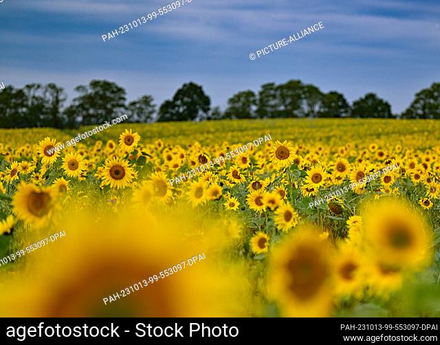 13 October 2023, Brandenburg, Müncheberg: Blooming sunflowers stand in a field in the district of Märkisch-Oderland in eastern Brandenburg