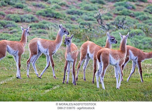 Chile, Patagonia, Magellan Region, Torres del Paine National Park, Guanaco (Lama guanicoe), babies