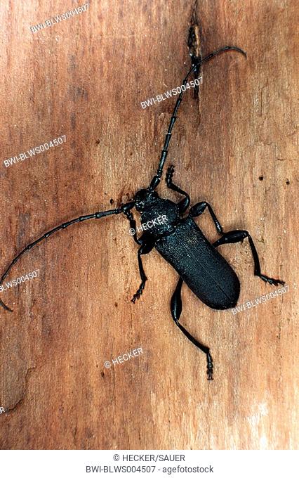 longhorn beetle, long-horned beetle Rhopalopus clavipes, imago